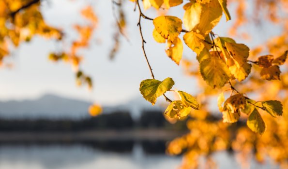 Goldene Blätter am See