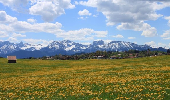 Löwenzahn