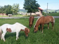 Urlaub mit Pony und Pferde