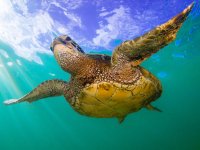 Fernreise Behinderte