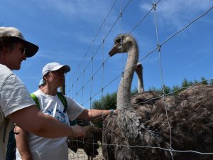 begleitetes Reisen behindert