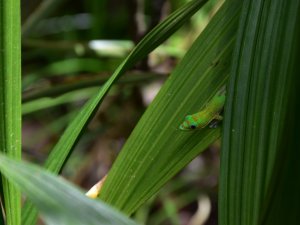 Reise behindert Tierwelt