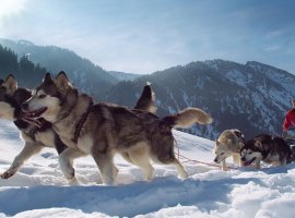Husky Event ICO