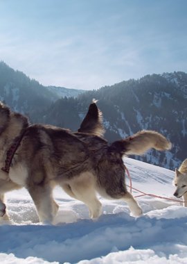Husky Event ICO