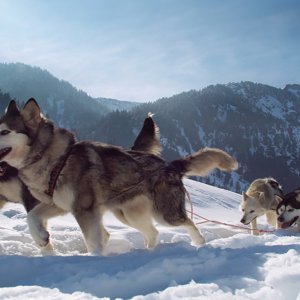 Husky Event ICO