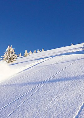 Airboard Downhill -  unter Tannen