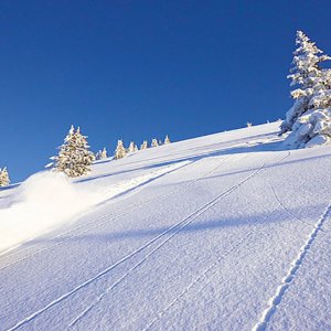 Airboard Downhill - unter Tannen