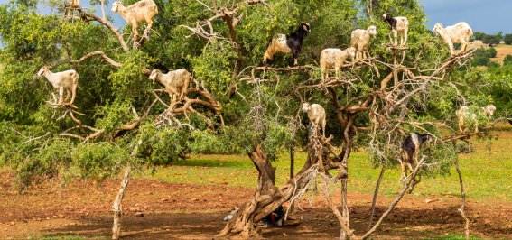 Ziegen Querformat gekauft!