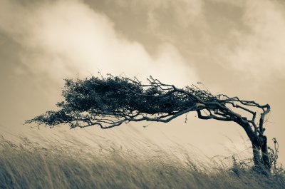 Wetterbaum