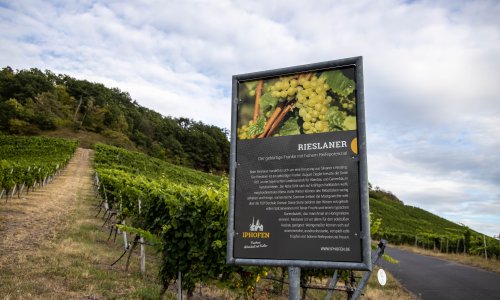 Lehrpfad mit Wissenswerten zu den fränkischen Rebsorten