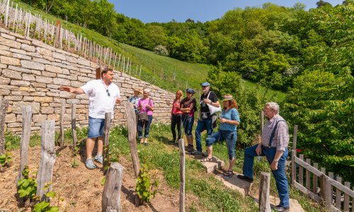 Die Geschichte des Weinbaus live erleben am Geschichtsweinberg in Iphofen
