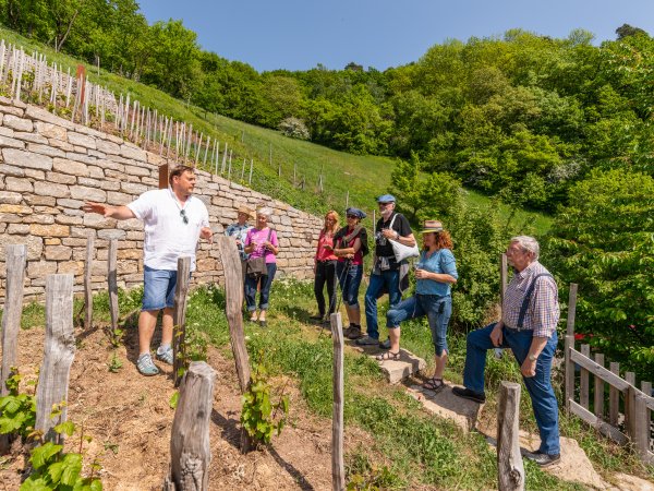 Die Geschichte des Weinbaus live erleben am Geschichtsweinberg in Iphofen