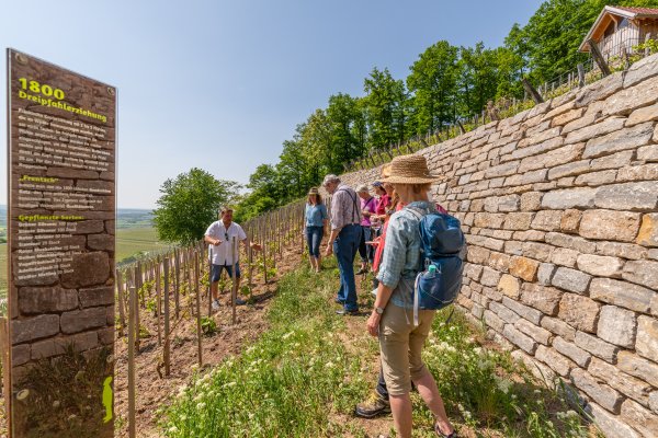 Geschichtsweinberg Iphofen