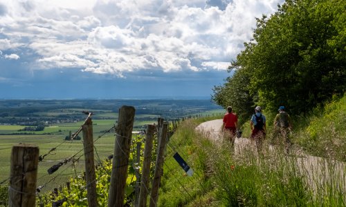 Naturgenuss in den Weinbergen rund um Iphofen