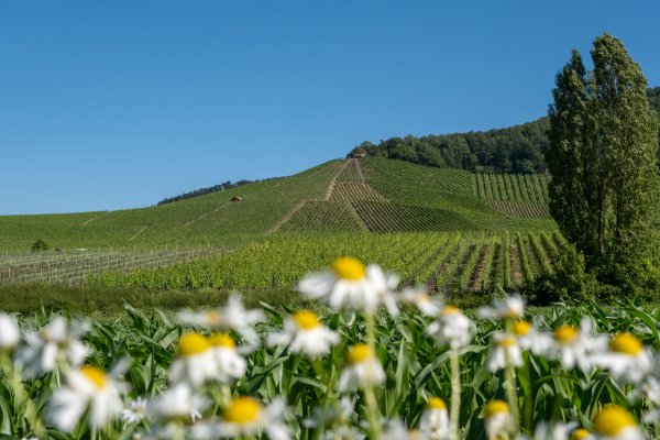 Blick auf die Weinlage Kronsberg