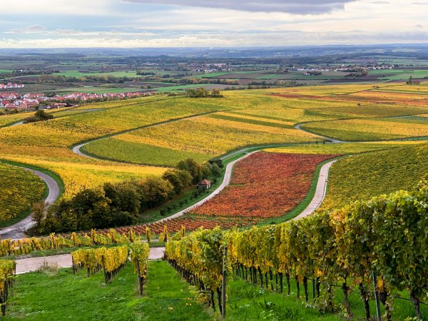 Herbstliche Weinberge rund um Iphofen