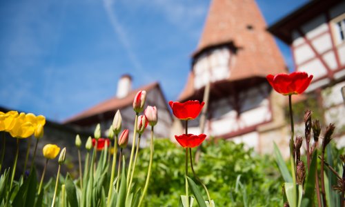 Frühling in der Weinstadt Iphofen. Die Sehenswürdigkeiten wie das Rödelseer Tor erscheinen im Frühlingslook.