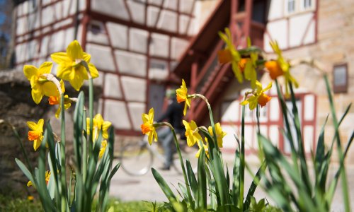 Frühlingsboten am Rödelseer Tor
