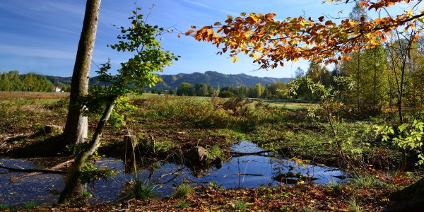 Herbst im Naturschutzebiet Schächele in Isny
