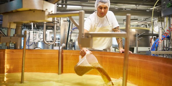 Kaeskueche Isny - Produktion Bockshornklee