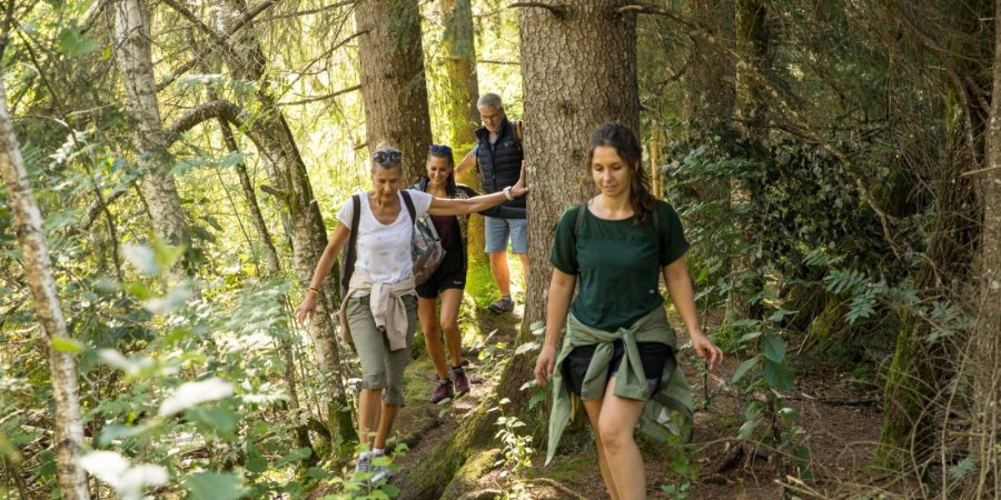 Eine Wandergruppe läuft über Wurzelwege durch den Wald im Riedmüller Moos.