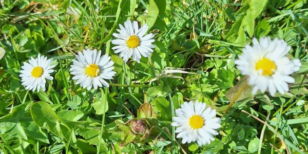 Gänseblümchen