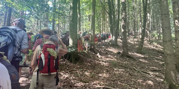 Eine Gruppe von Wanderern geht auf einem schmalen Pfad durch einen bewaldeten Bereich an einem sonnigen Tag.