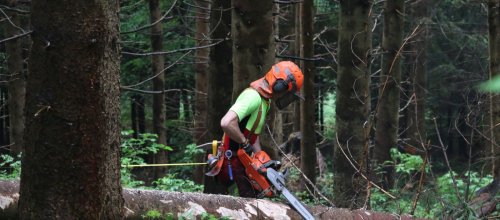 Forstwirt mit Motorsäge beim Entasten