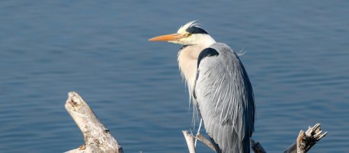 Die Biotopverbundsplanung hat sich den Erhalt der Artenvielfalt zum Ziel gesetzt. Foto: Stadt Isny