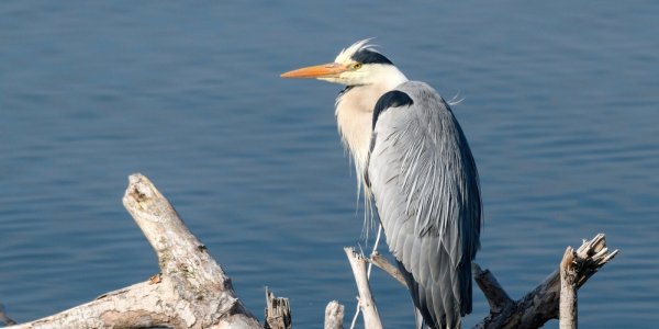 Die Biotopverbundsplanung hat sich den Erhalt der Artenvielfalt zum Ziel gesetzt. Foto: Stadt Isny