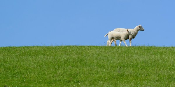 Schaf Charlotte bei den Isnyer Literaturtagen 2026 - pixabay-Rudy and Peter Skitteriansa