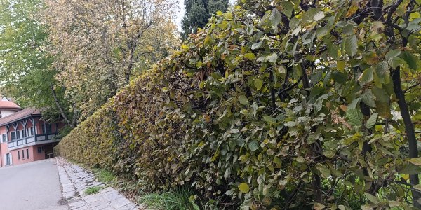 Hecken sollten vor dem Winter geschnitten werden Hecken sollten vor dem Winter geschnitten werden. Foto: Stadt Isny/Michael Panzram