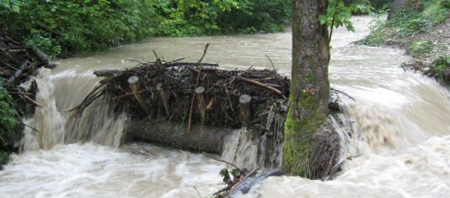 Altholzansammlung und Hochwasser in der Adelegg