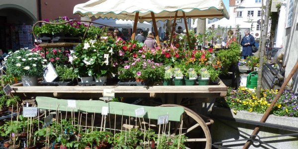Blumepracht auf dem Isnyer Frühlingsmarkt
