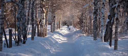Winterwanderweg durch die Birkenallee im Naturschutzgebiet Schächele