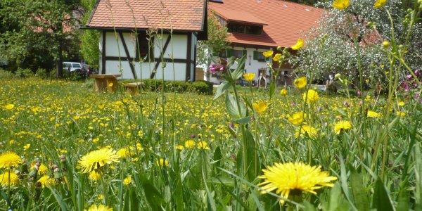 Der Biohof Schad im Kreuzthal im Frühjahr