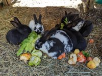 Hasenbabys im Frühling