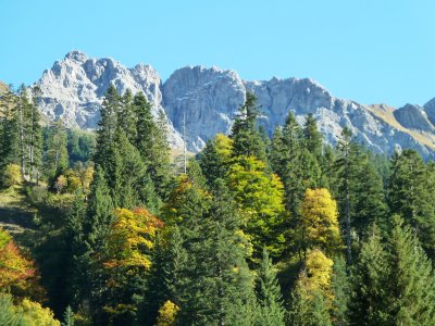 Bergwald und Felsgipfel im Allgäu