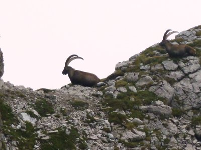 Steinböcke im Allgäu