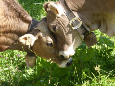 Kuhliebschaft im Allgäu