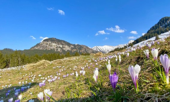 Krokusblüte im Allgäu