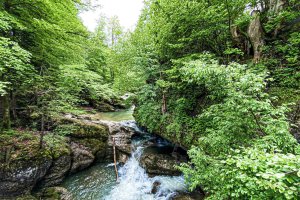 Durch-den-gruenen-Haldertobel-bei-Gunzesried