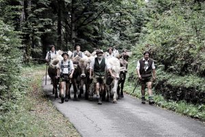 Männer in Tracht im Wald beim Viehscheid mit Kühen.