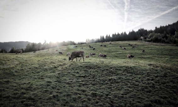 Morgenstimmung-vor-dem-Berghofer-Viescheid