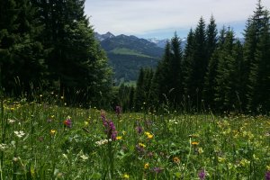 Aussicht am Bildstöckle