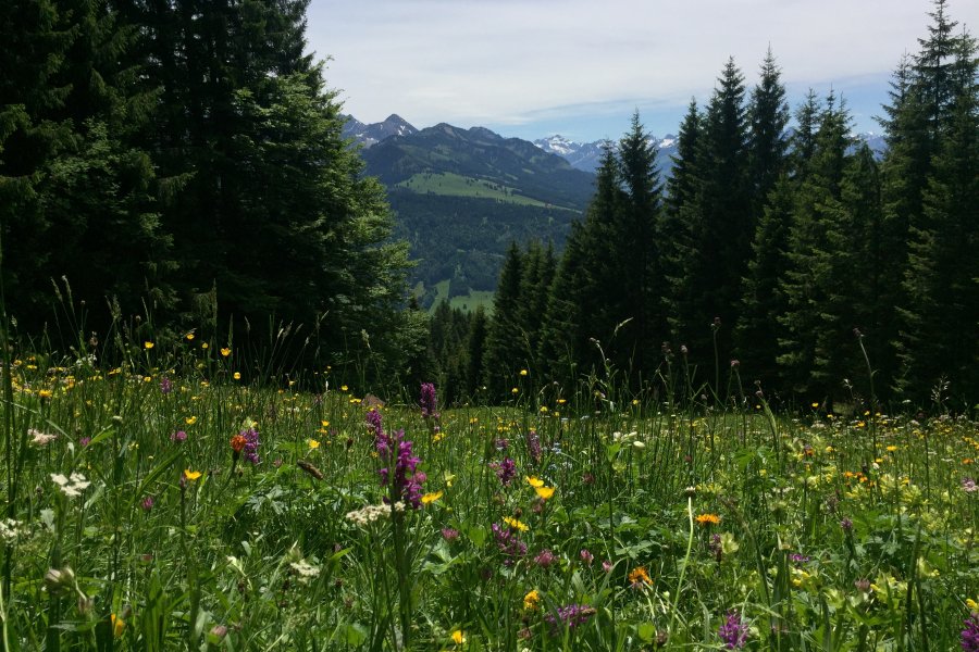 Aussicht am Bildstöckle