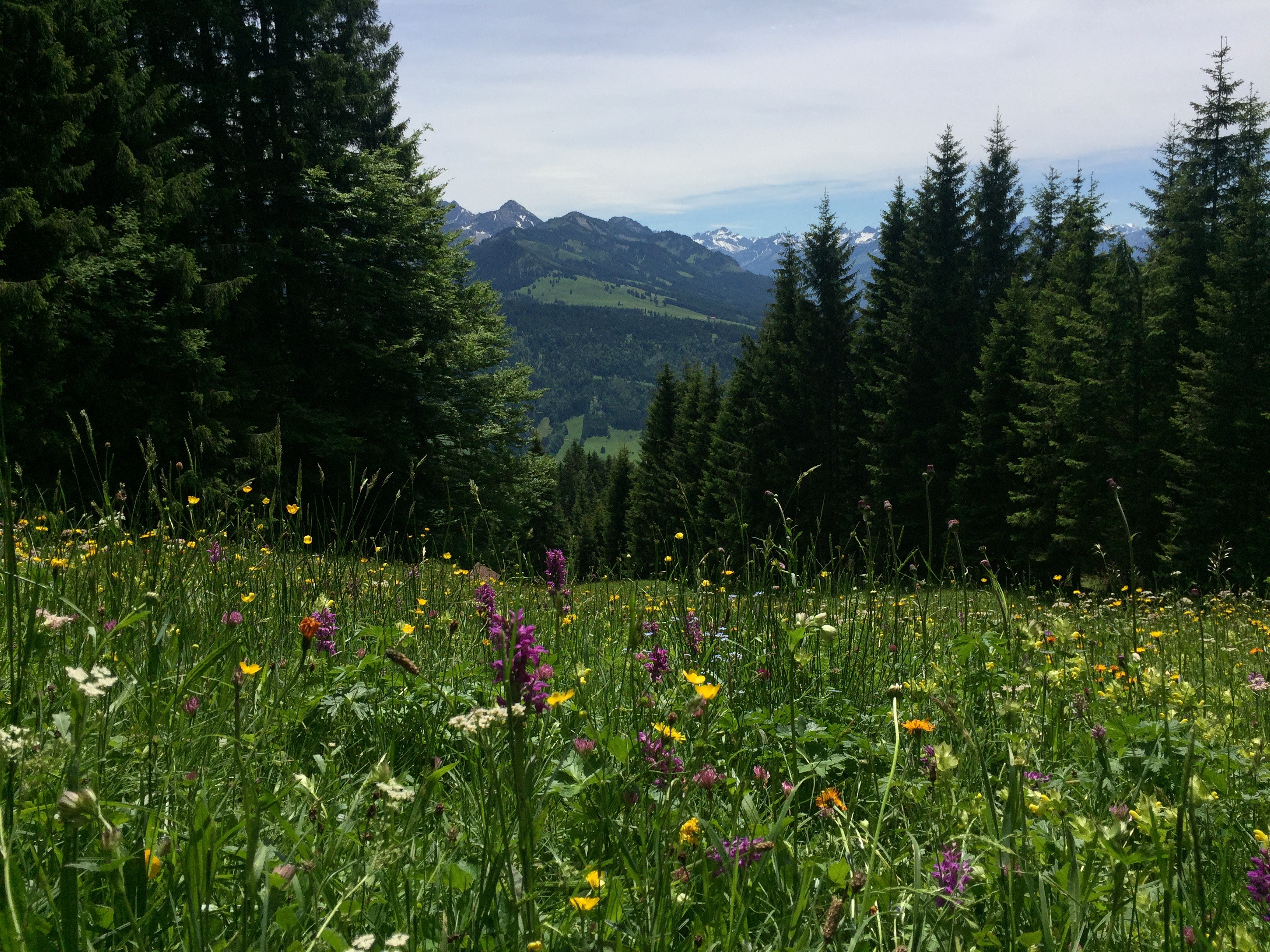 Aussicht am Bildstöckle