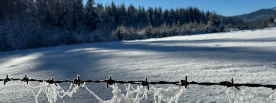 StacheldrahtSchnee