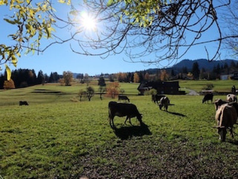 Bergidylle pur