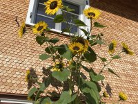 Haus mit Sonnenblumen